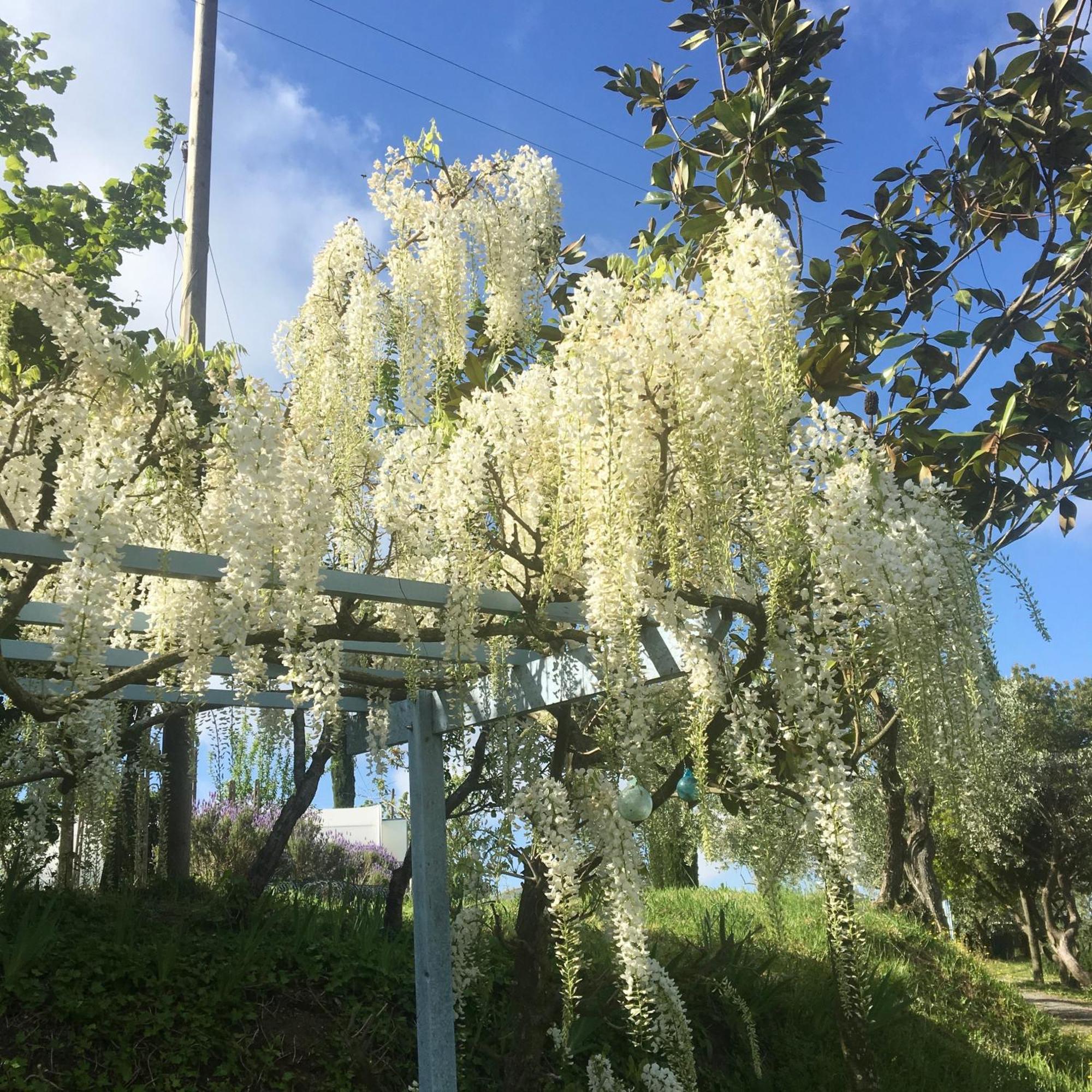 Appartamento Con Patio Privato E Giardino Tra Pisa E Firenze Palaia Kültér fotó